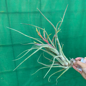 Tillandsia - Jerrang ex. PB