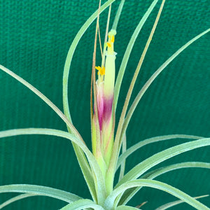 Tillandsia - x rectifolia