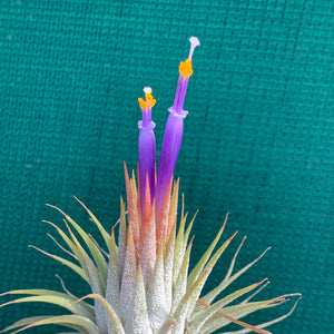 Tillandsia - ionantha ‘APD005’