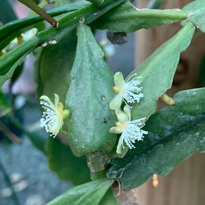 Rhipsalis oblonga - R19