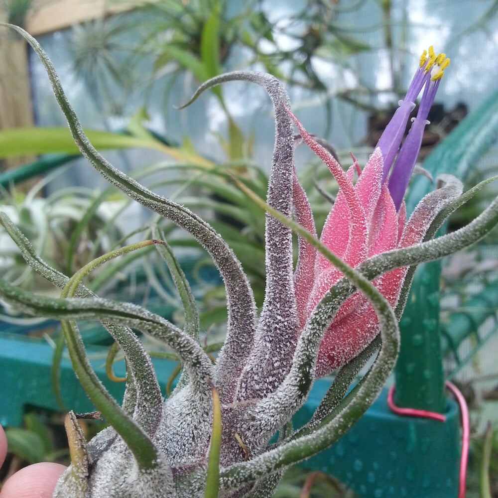 Tillandsia - pruinosa