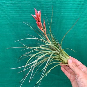 caulescens air plant Tillandsia - caulescens x globosa ex. CL