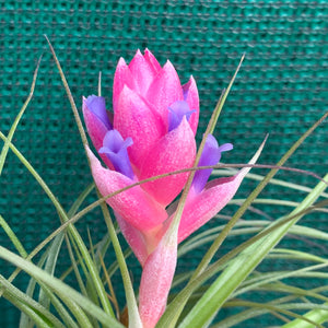 Tillandsia - stricta