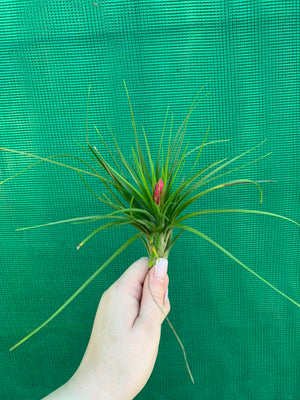 Tillandsia - Repton ex. PT