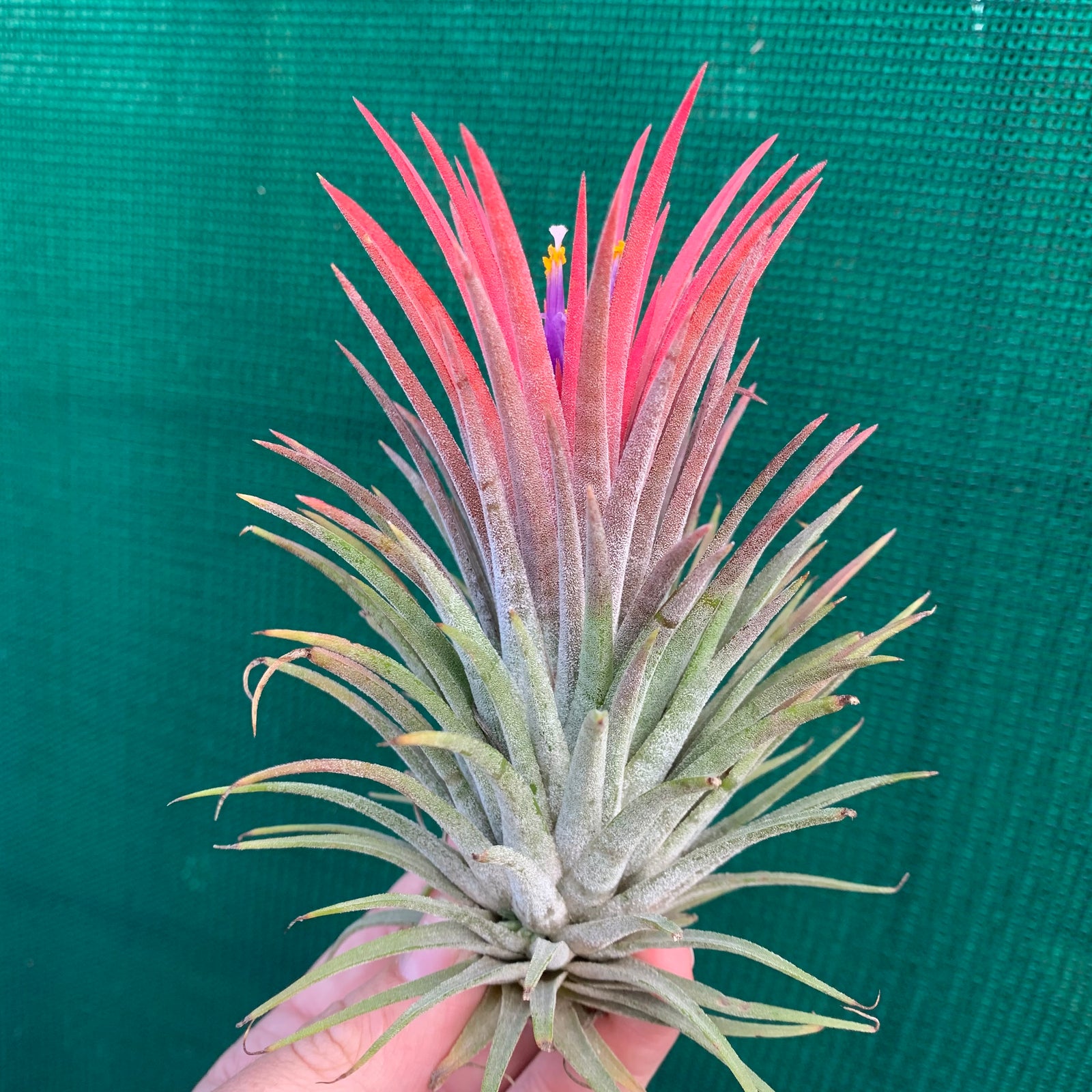 Tillandsia - ionantha 'Pink Beauty'