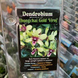 Orchid - Dendrobium ‘Thongchai Gold Viroj’