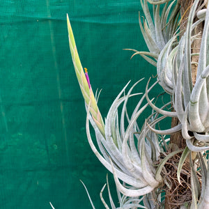 Tillandsia - mitlaensis (Wholesale)