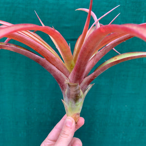 Tillandsia - capitata ‘Red’