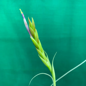 Tillandsia - balbisiana