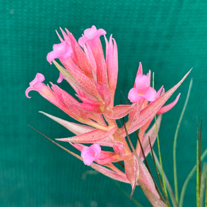 Tillandsia - globosa