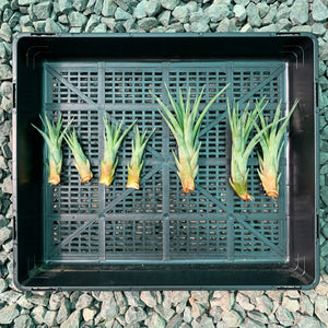 Tillandsia - Trieta X Streptophylla