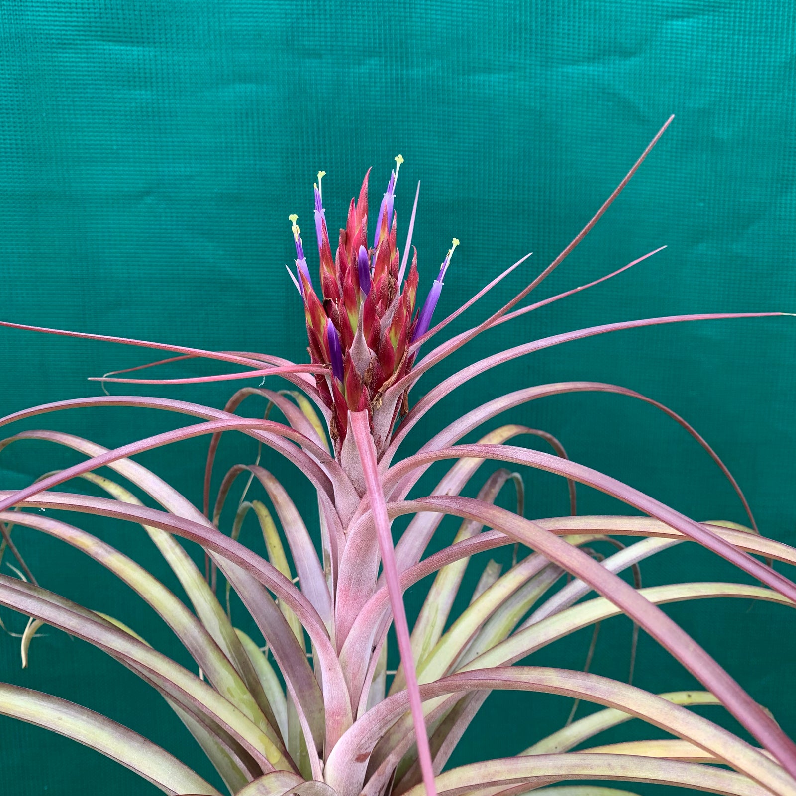 Tillandsia - capitata x fasciculata ex. DC