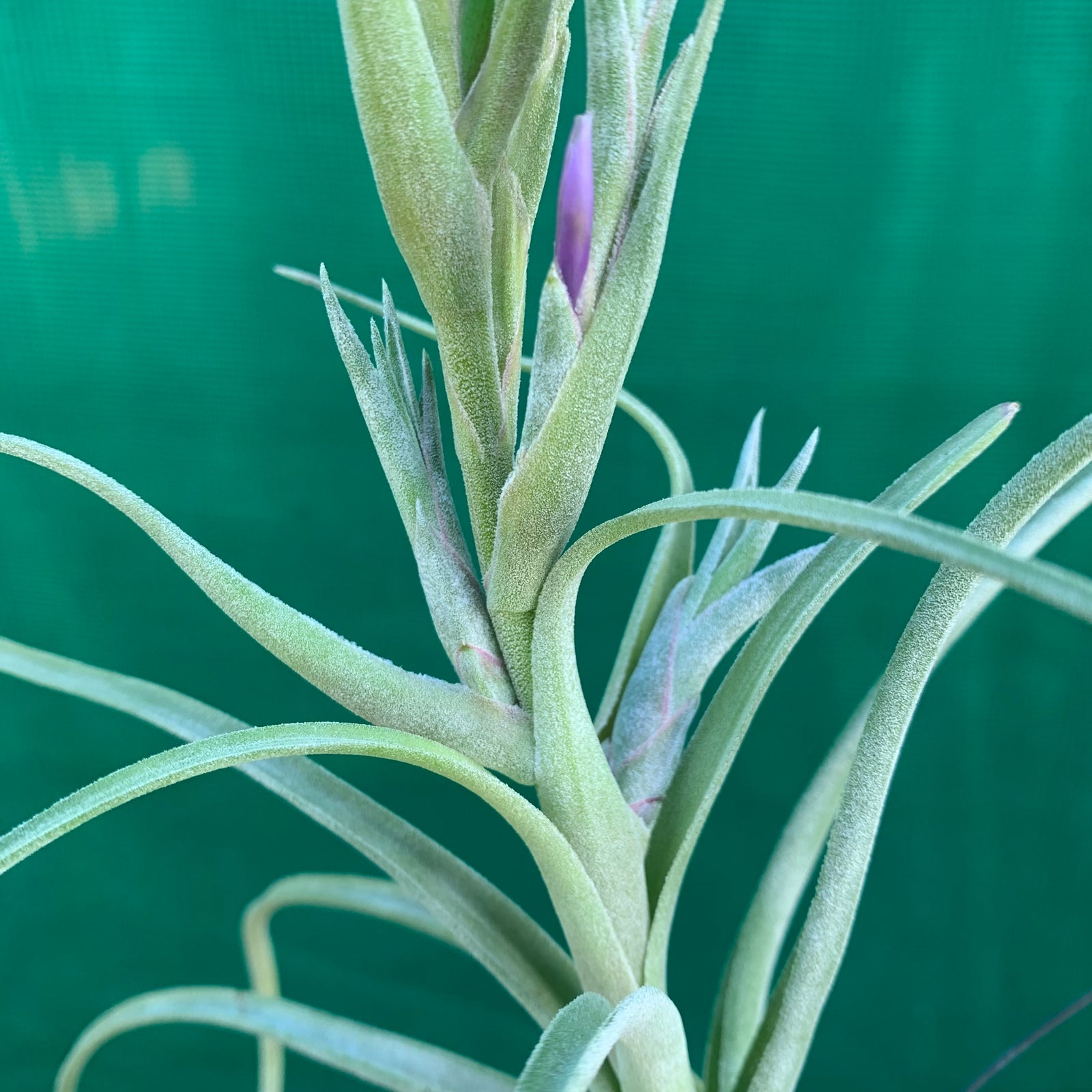 Tillandsia - Star Trek ex. PB
