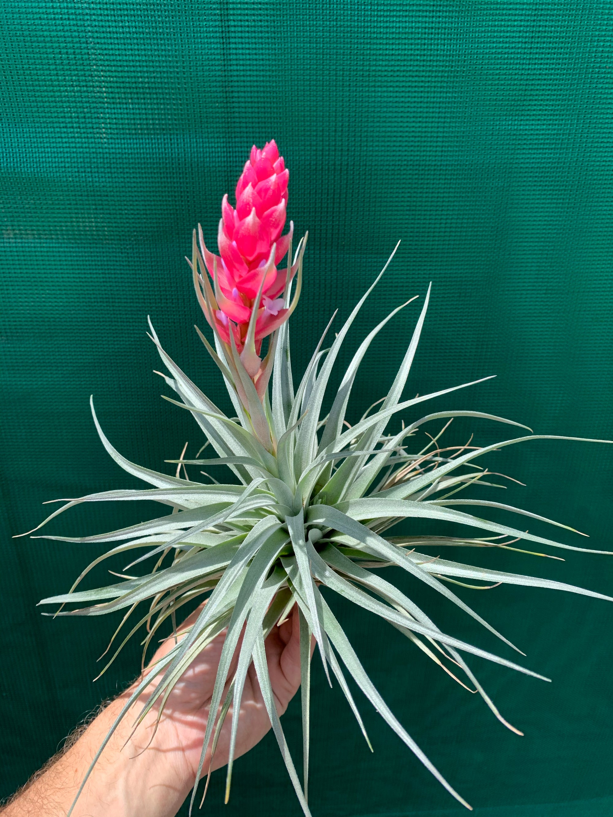 houston purple air plant Tillandsia - Houston