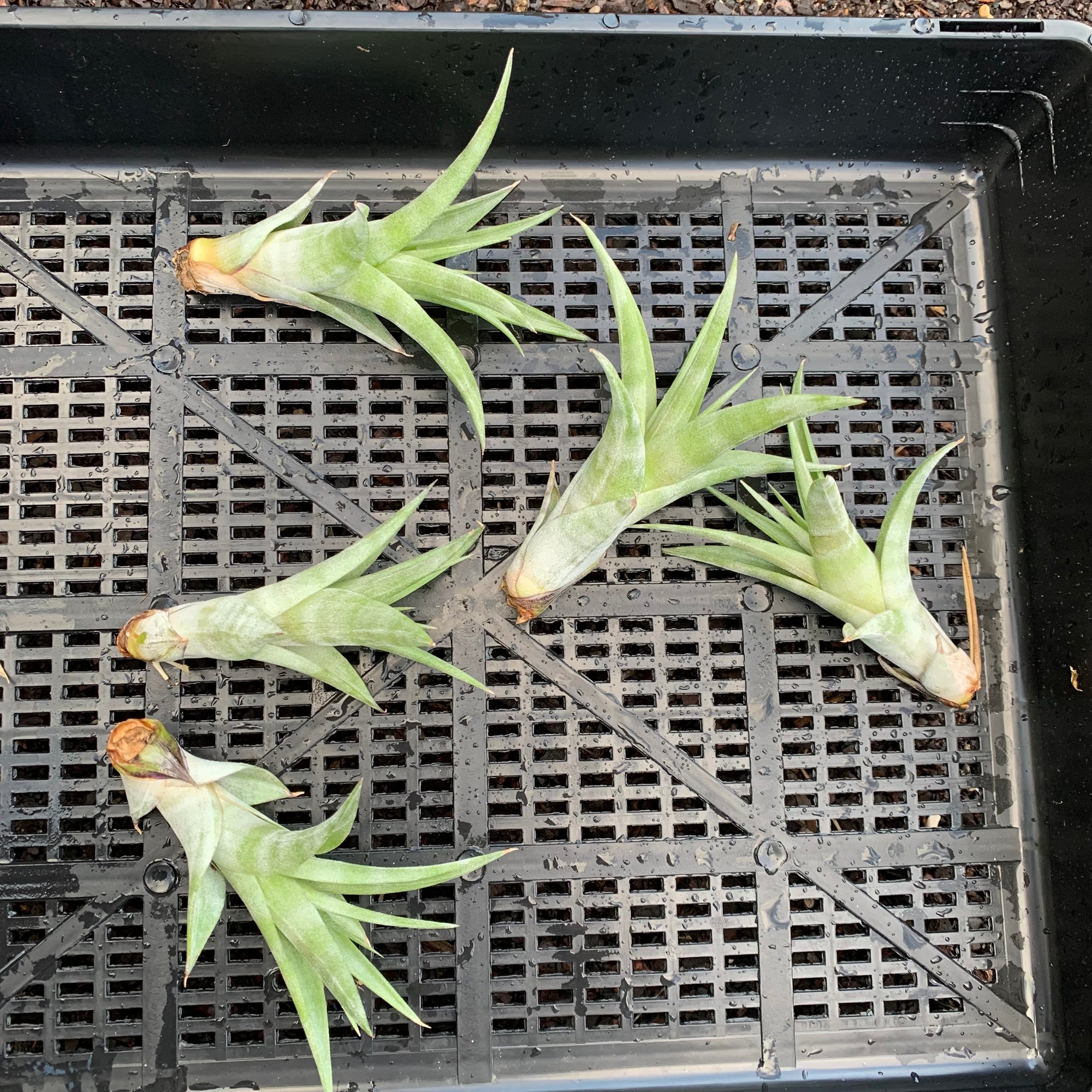 vivipara air plant Tillandsia - flexuosa 'Vivipara' ex. CC
