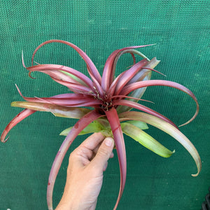 Tillandsia - Abdita Mexico ex PT