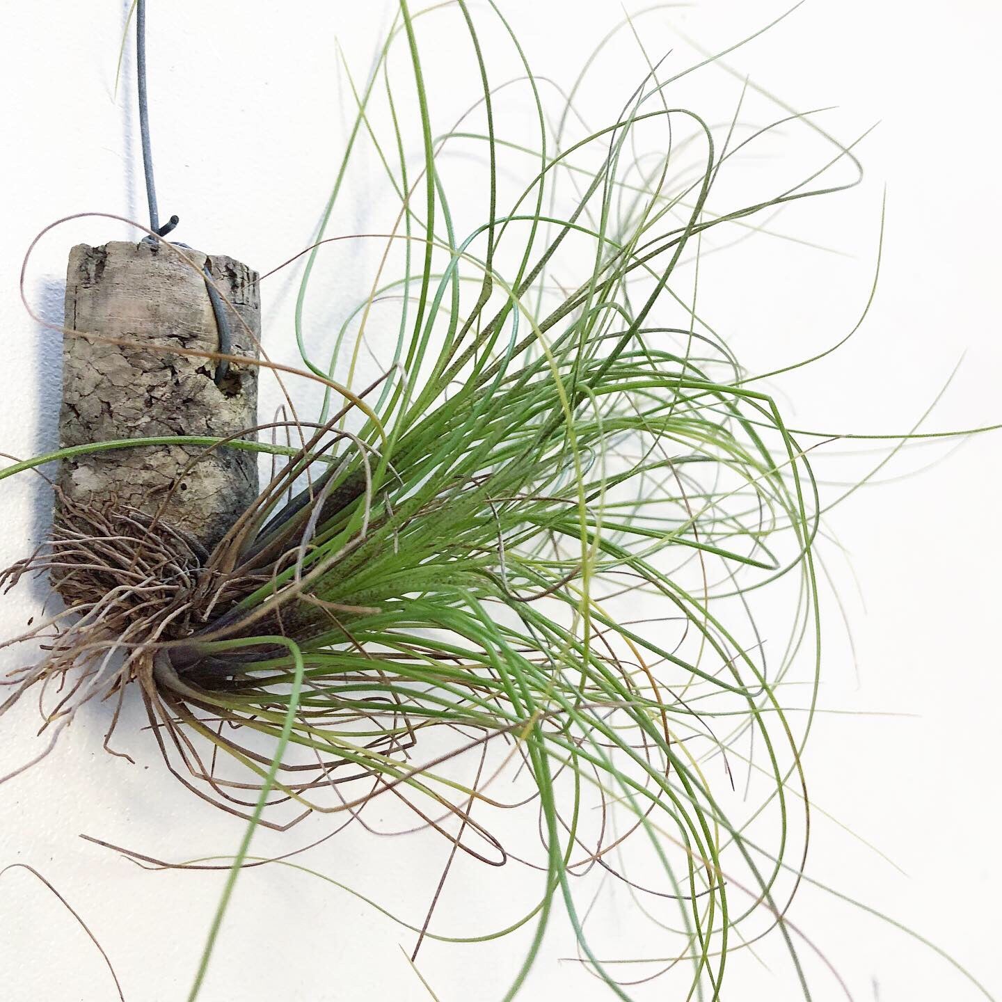 Tillandsia - festucoides