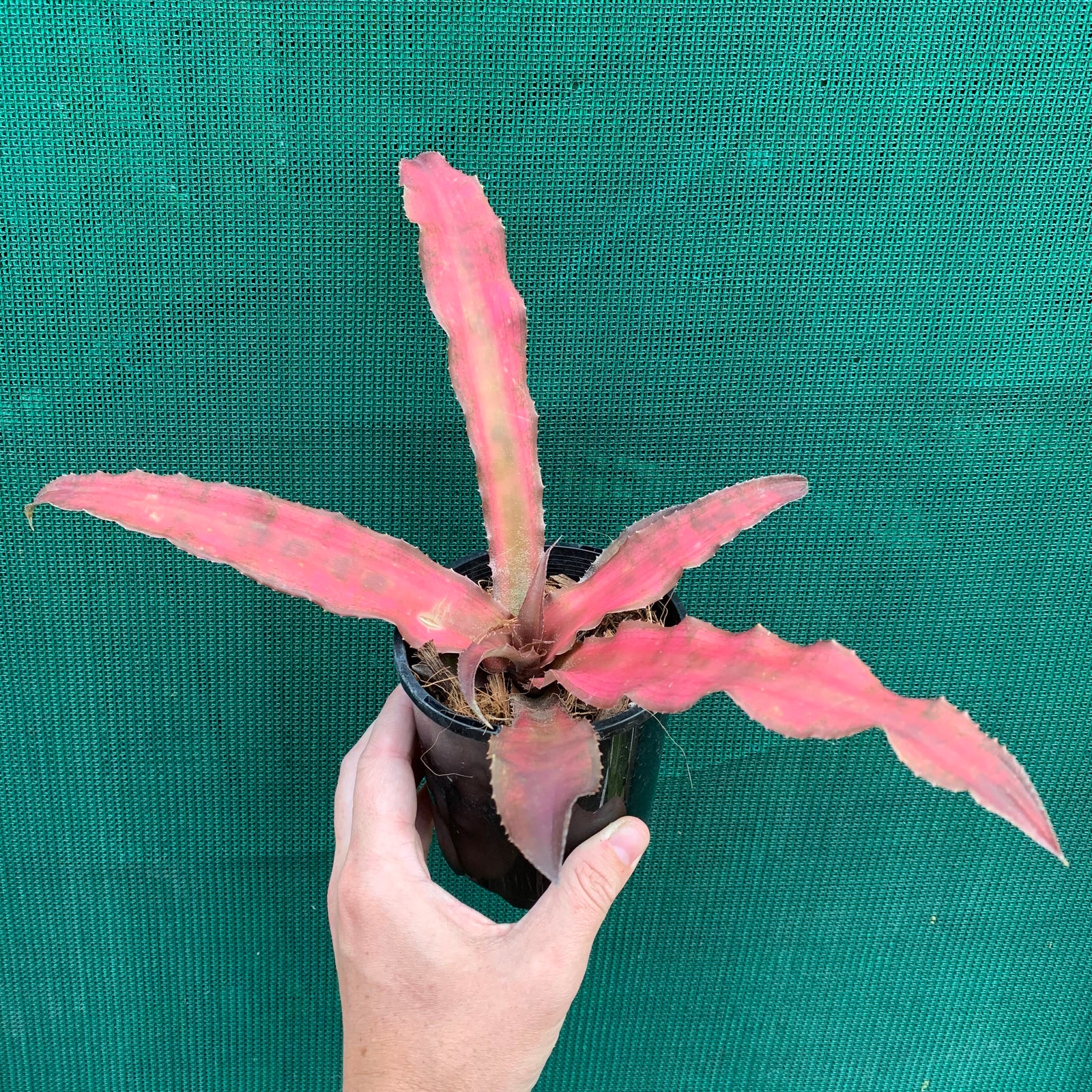 Cryptanthus - McIntosh