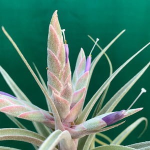 Tillandsia - Ehlersiana x Streptophylla (Nat. Hybrid) ex. BRT