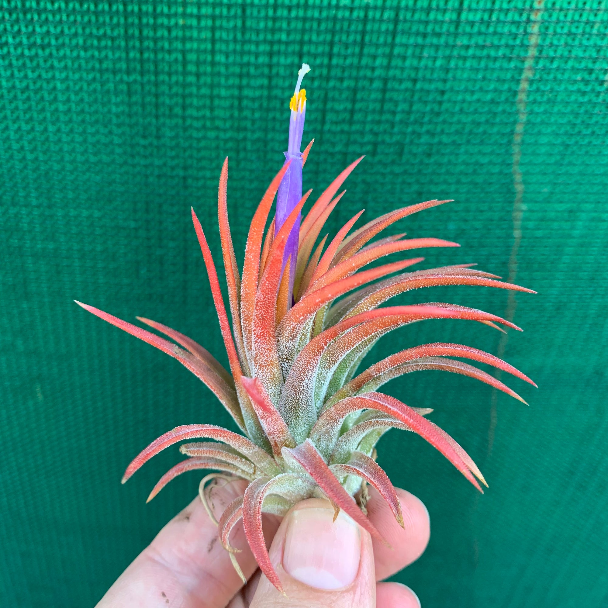 Tillandsia - ionantha ‘Orange’ ex. BH