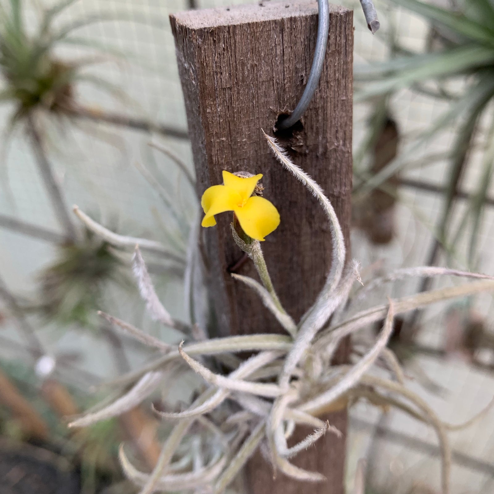 Tillandsia - crocata ‘Yellow’ (Fragrant)
