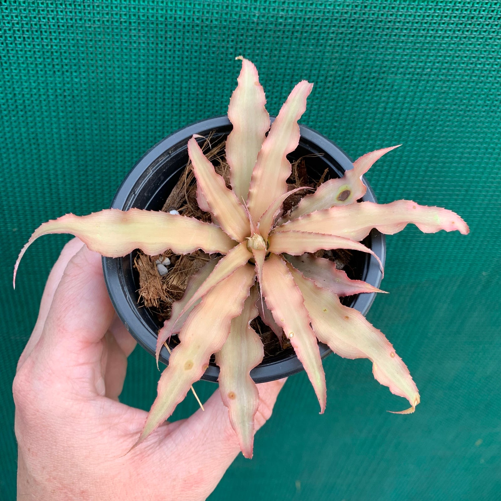 Cryptanthus - Acaulis var. Ruber