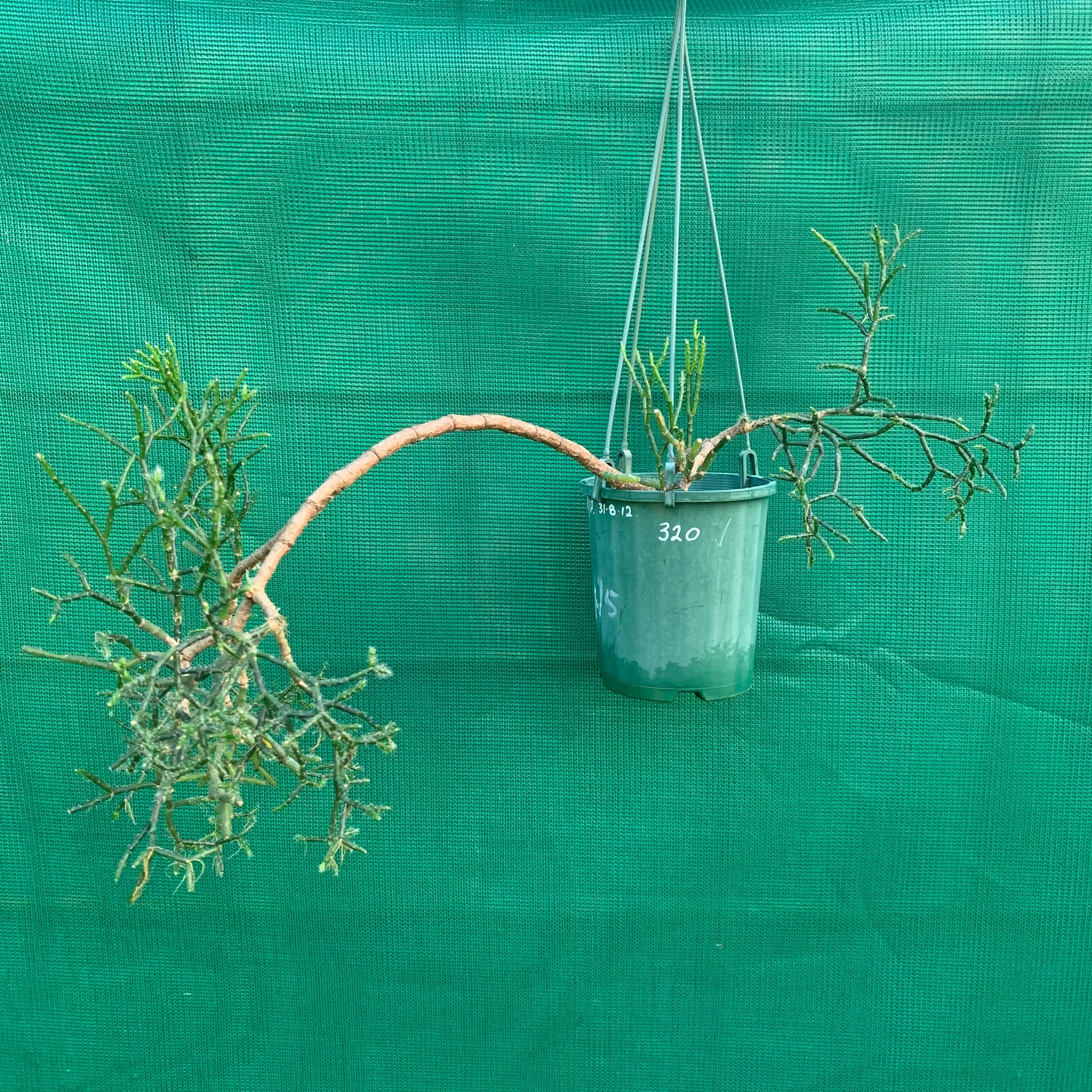 Hatiora salicornioides f. Cylindrica - R25