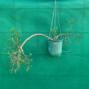 Hatiora salicornioides f. Cylindrica - R25