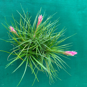 Tillandsia - Repton ex. PT