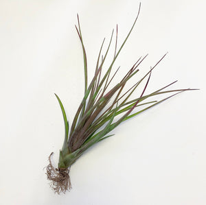 Tillandsia - Oeseriana ex. OM