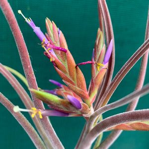 Tillandsia - Bishop John Fishcher