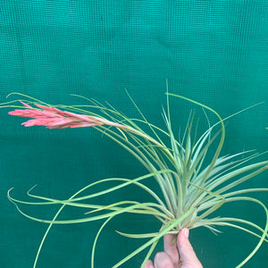Tillandsia - Holm’s Verlesglo ex. PT