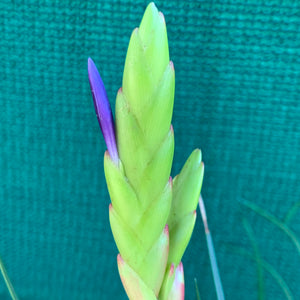 Tillandsia - tricolor