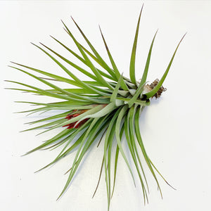 Tillandsia - Hal’s Nidus