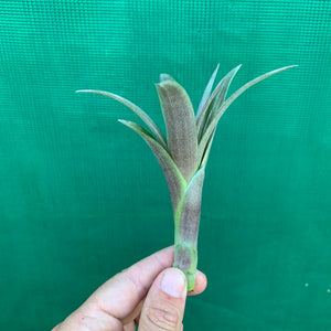 Tillandsia - Flabellata ‘Rubra’ ex. OM