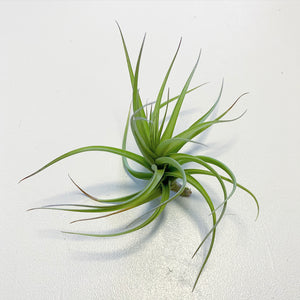 Tillandsia - aeranthos ex. CC