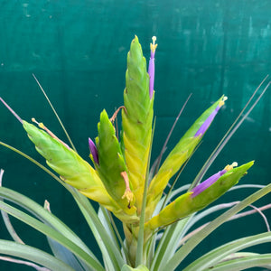 Tillandsia - fasciculata v. Chacalapa NR58