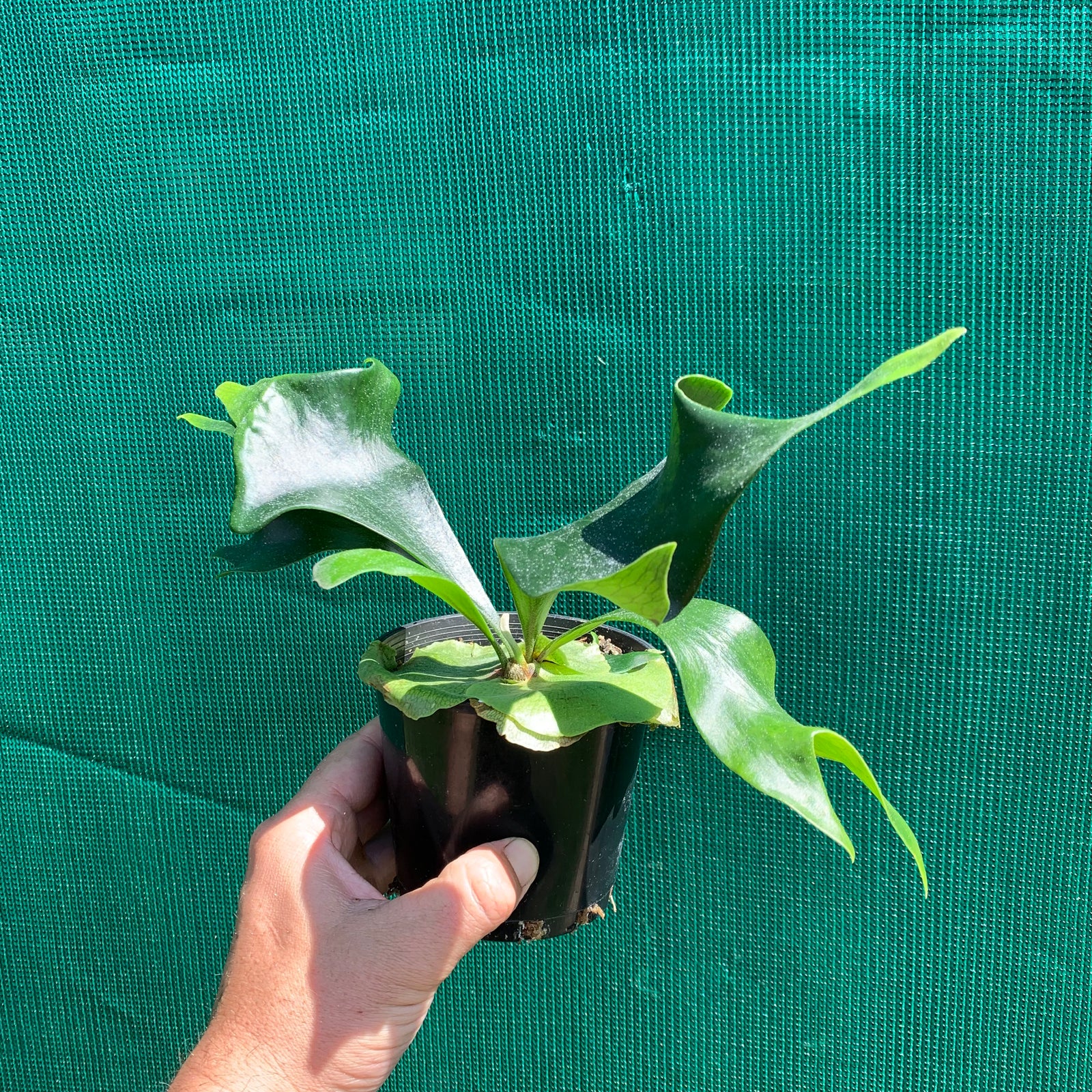 Platycerium - Helios