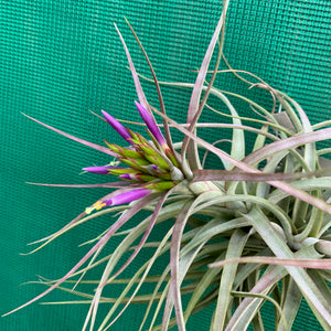 Tillandsia - Widgee ‘Small Form’ ex. BG