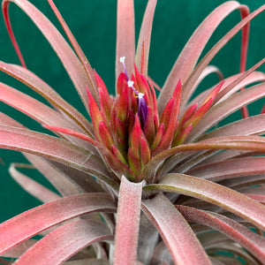 Tillandsia - Eric The Red