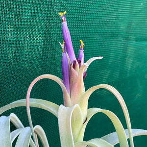 Tillandsia - Pink Velvet ex. Tropiflora