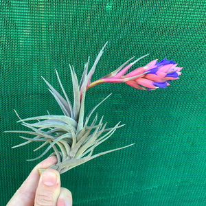 Tillandsia - Purple Gem