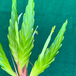 Tillandsia - Rothii