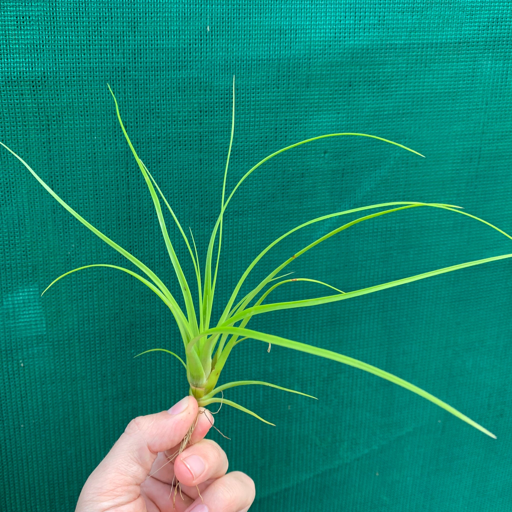 balbisiana air plant Tillandsia - balbisiana