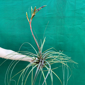 Tillandsia - aff. botterii ex PT NEW