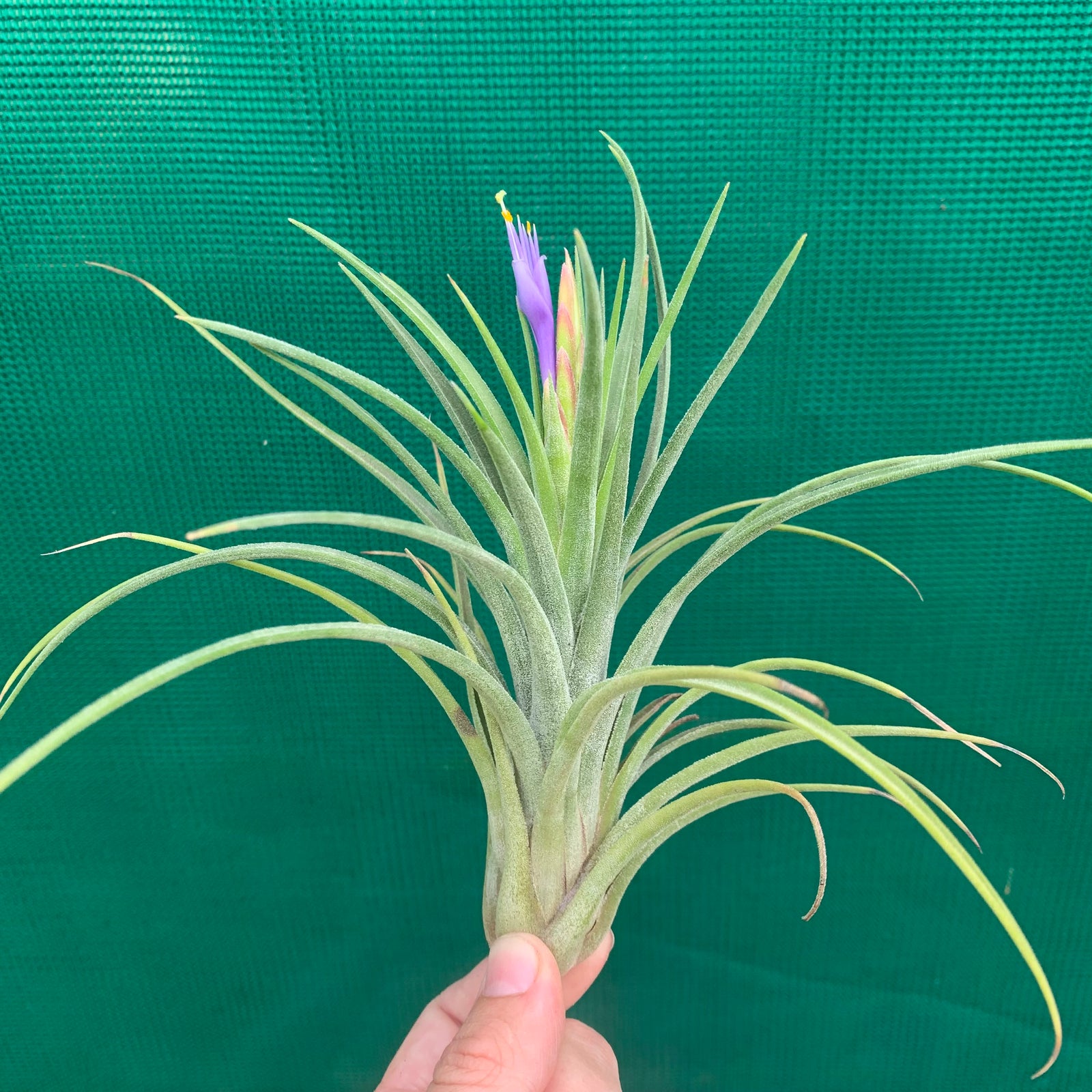 Tillandsia - Mudlo ex. GP