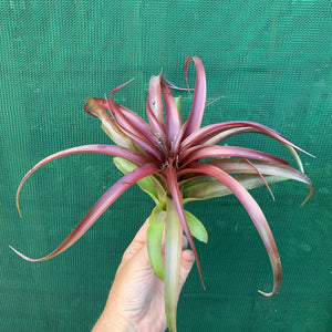 Tillandsia - Abdita Mexico ex PT