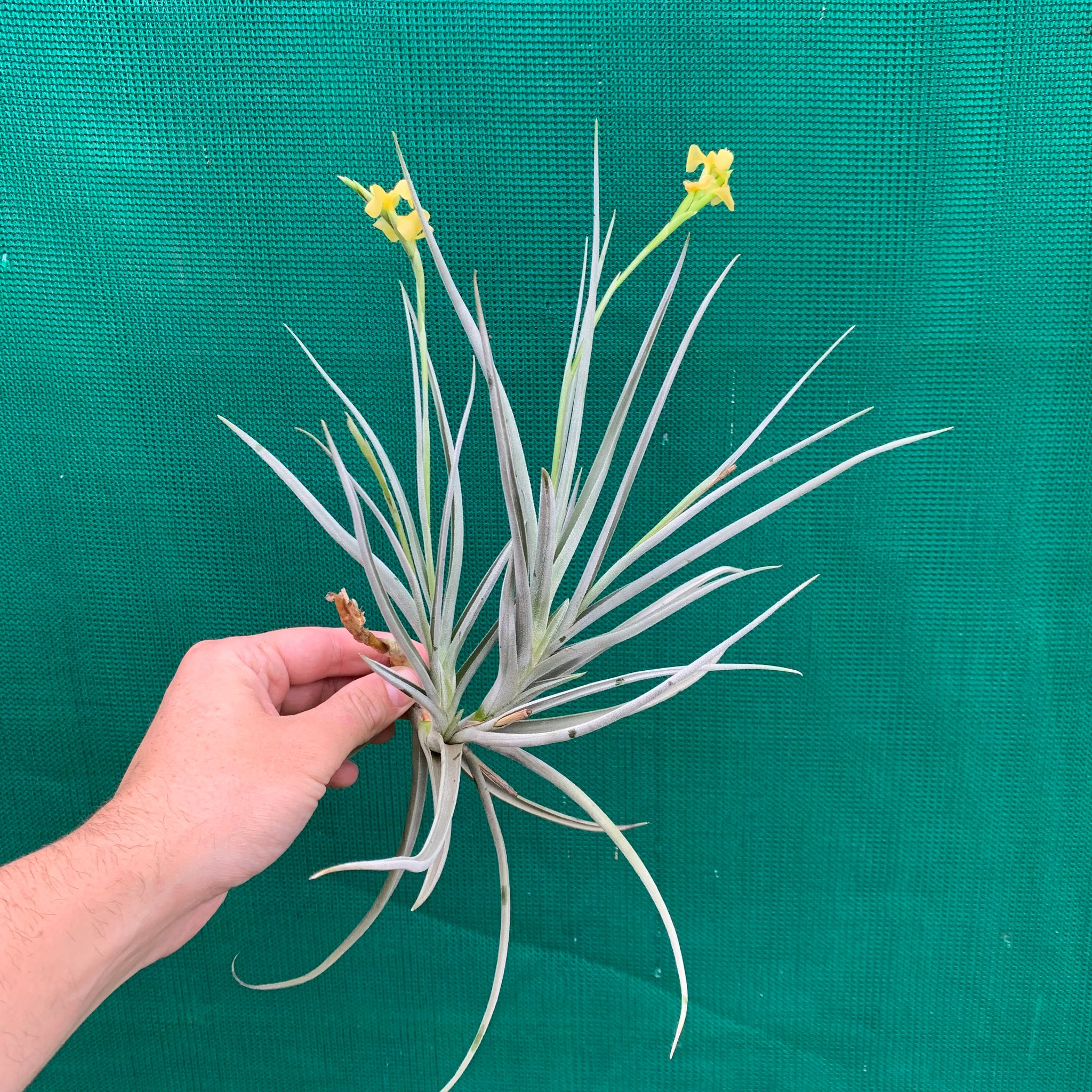 fragrant air plants Tillandsia - Nugget ex. BG (Fragrant)