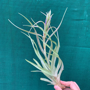 Tillandsia capitata ‘Small, Silver & Salmon’ ex. PT