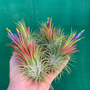 Tillandsia - ionantha ‘APD015’